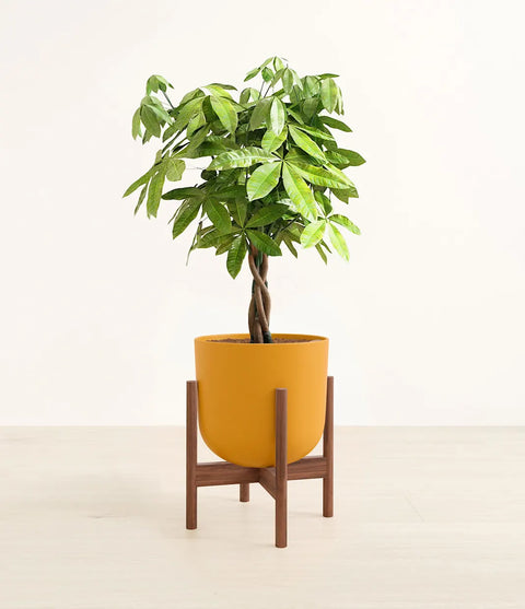 Money Tree