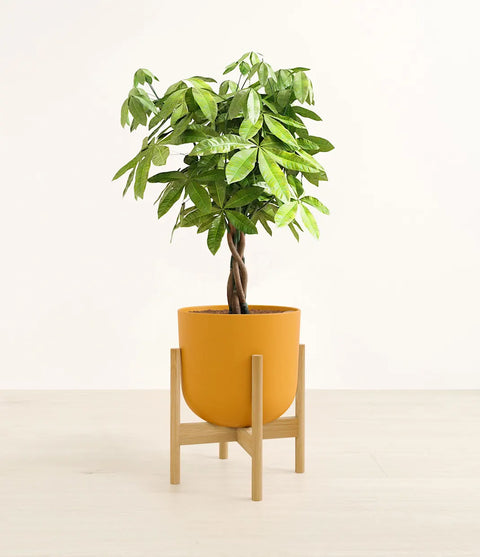 Money Tree
