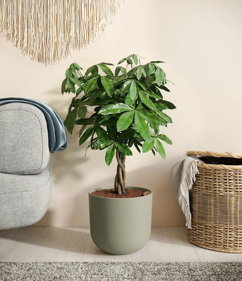 Money Tree