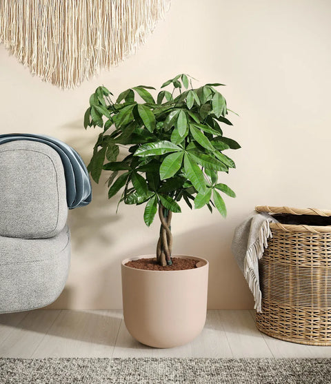 Money Tree