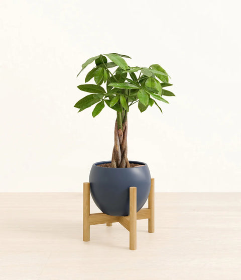 Money Tree
