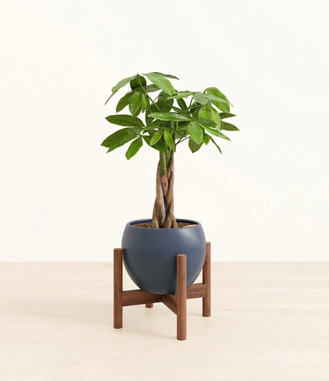 Money Tree