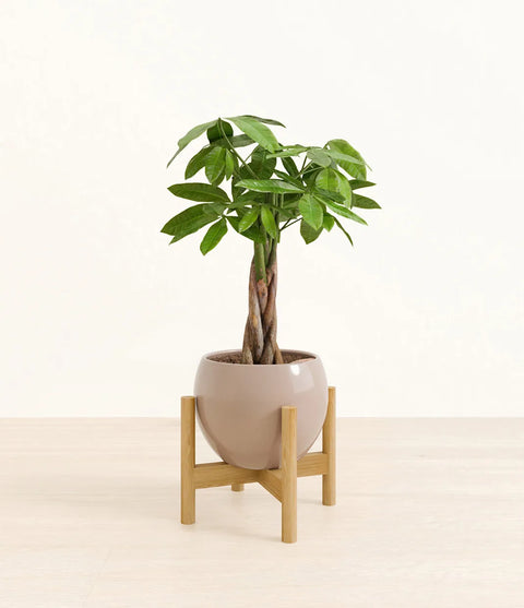 Money Tree