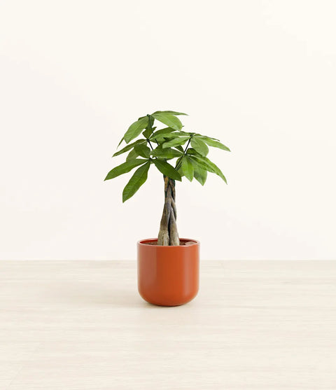 Money Tree