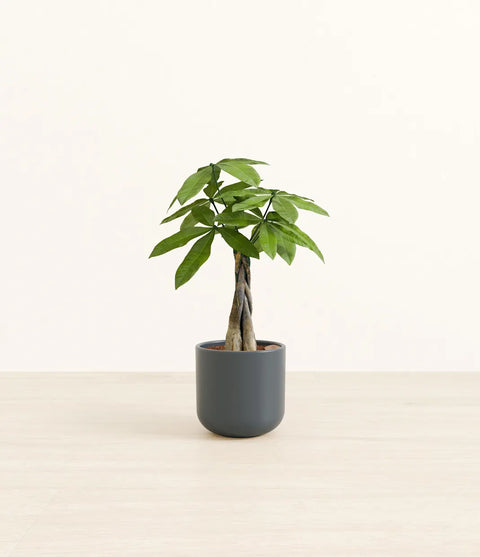 Money Tree