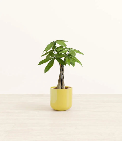 Money Tree