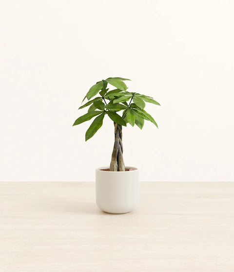 Money Tree