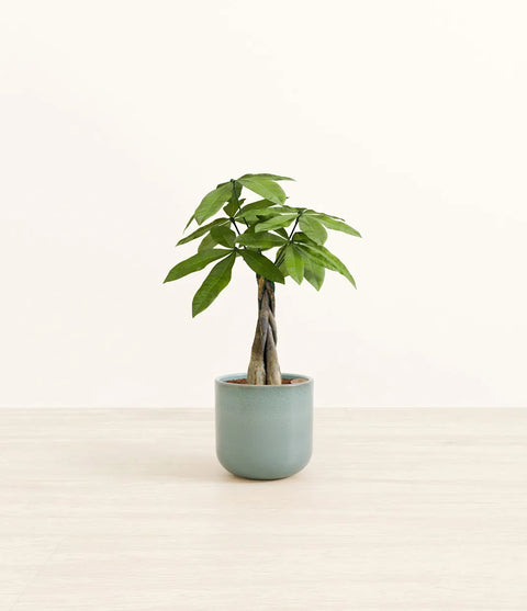 Money Tree