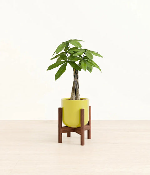 Money Tree