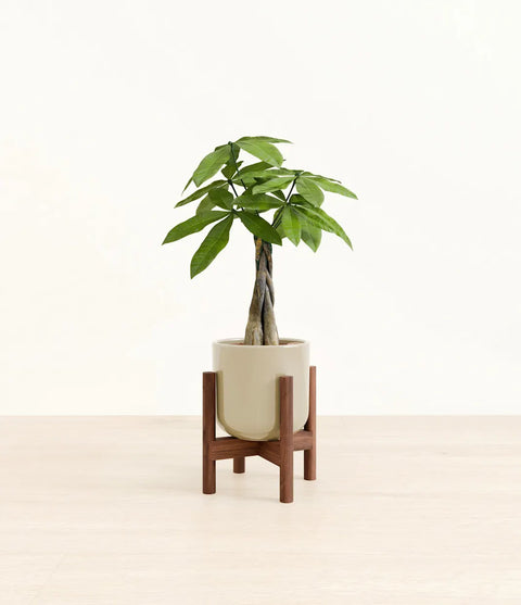 Money Tree