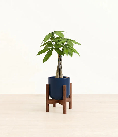 Money Tree
