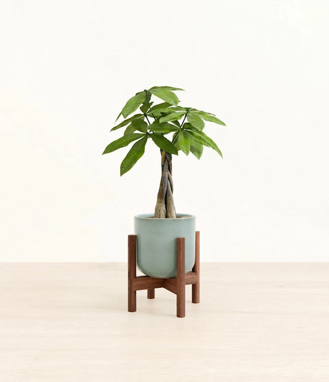 Money Tree