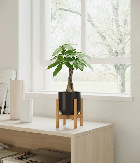 Money Tree