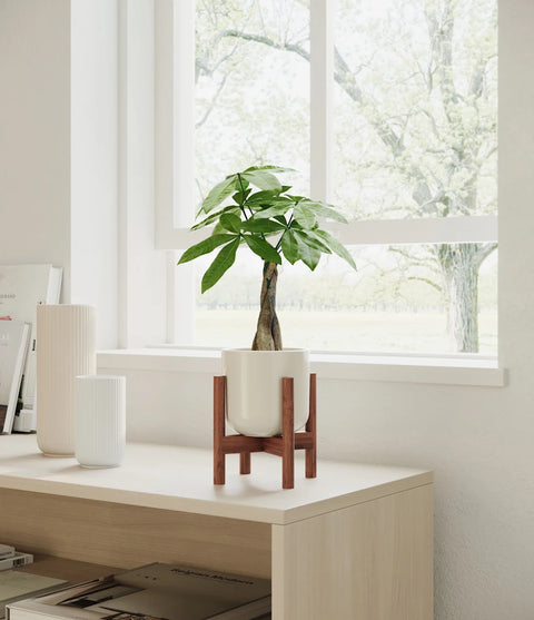 Money Tree