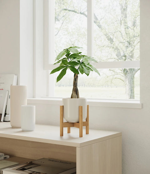 Money Tree