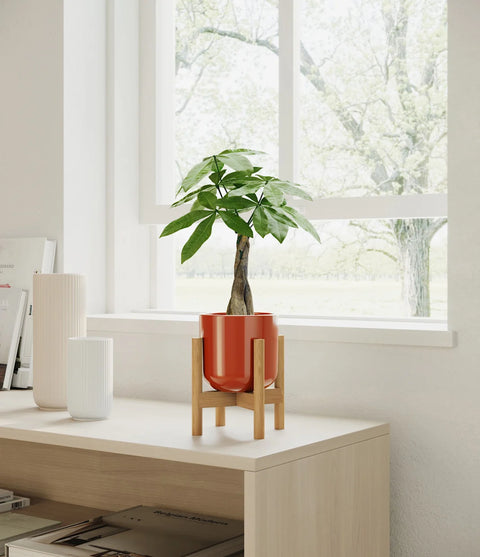Money Tree