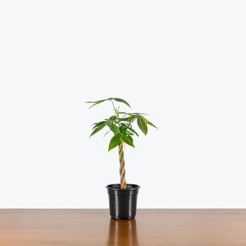 Money Tree