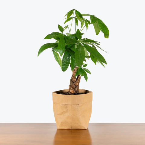 Money Tree