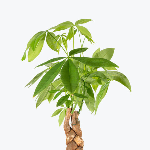 Money Tree