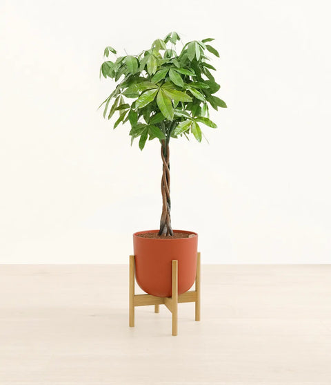 Money Tree XL