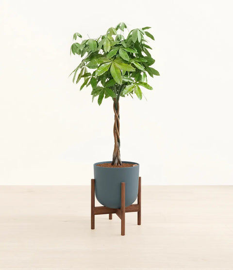 Money Tree XL