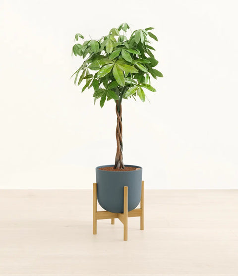 Money Tree XL