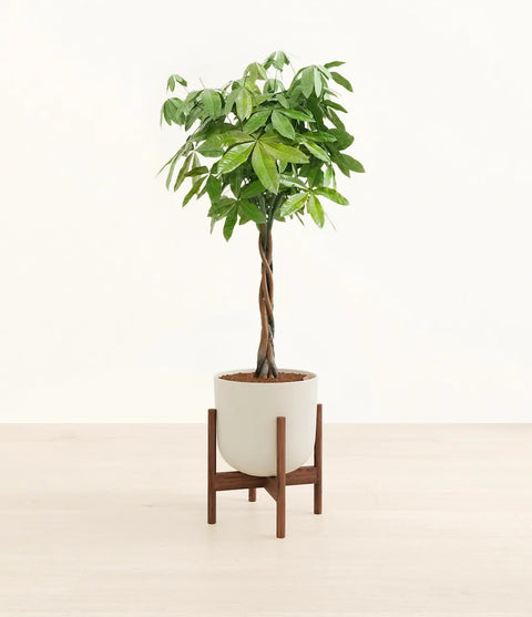 Money Tree XL