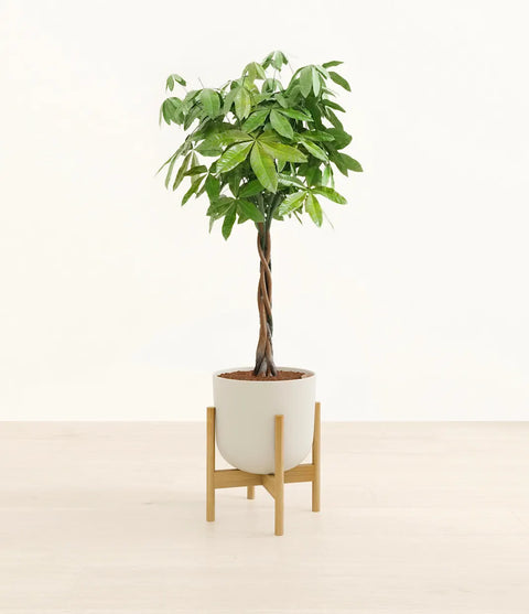 Money Tree XL