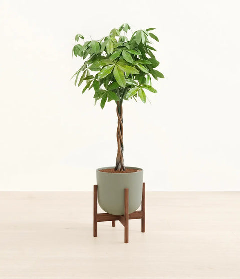 Money Tree XL