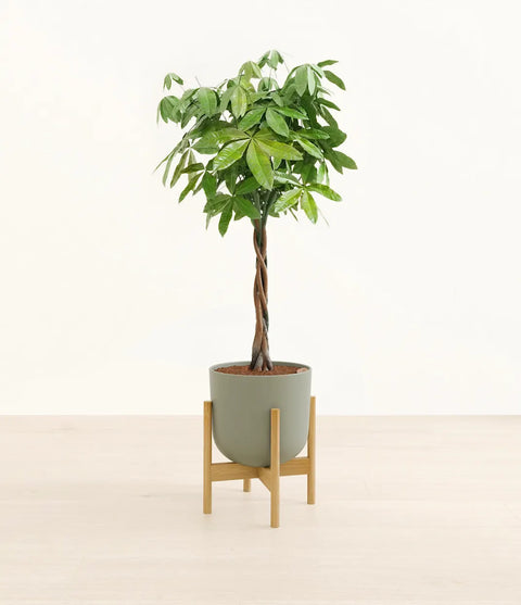 Money Tree XL
