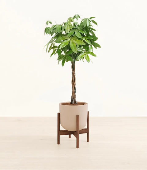 Money Tree XL