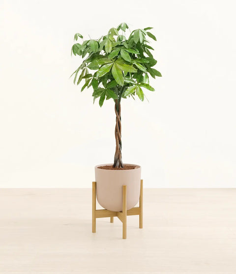 Money Tree XL