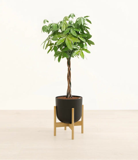 Money Tree XL