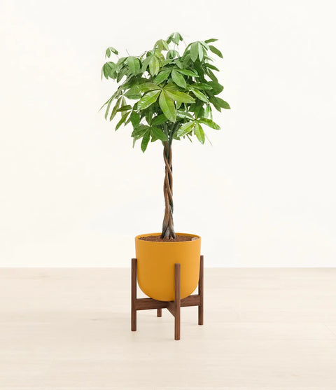 Money Tree XL