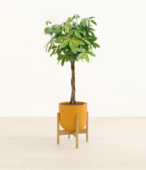 Money Tree XL