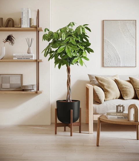 Money Tree XL