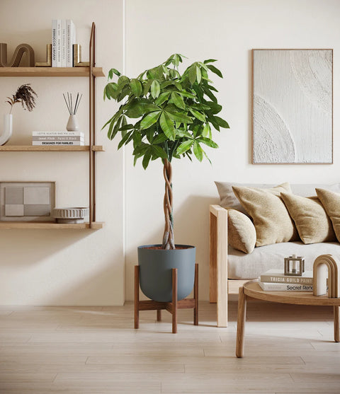 Money Tree XL