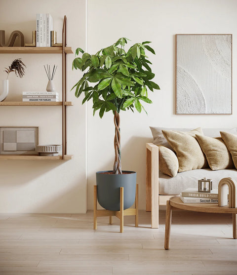 Money Tree XL