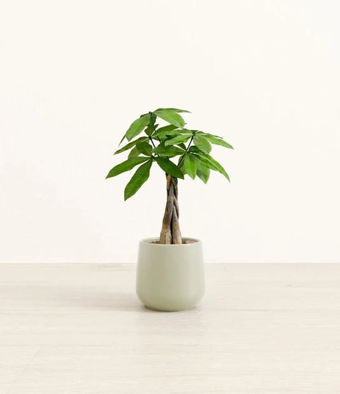 Money Tree