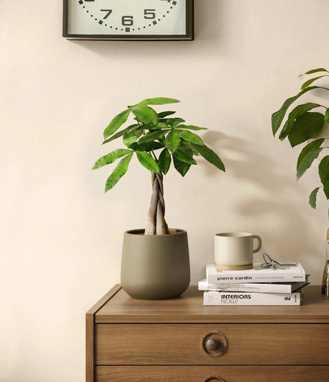 Money Tree
