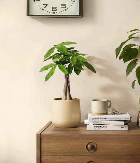 Money Tree