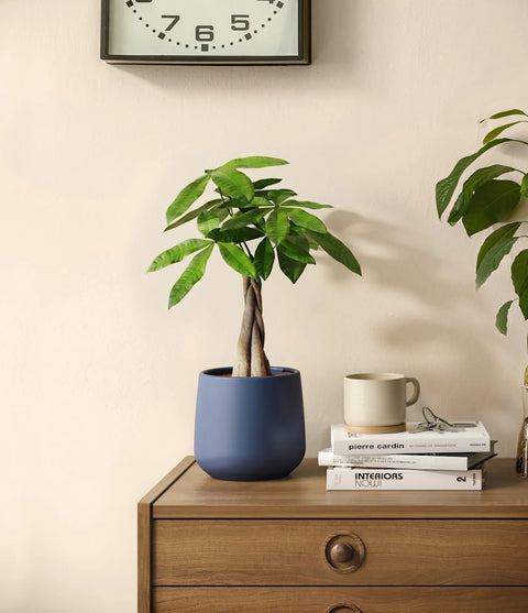 Money Tree