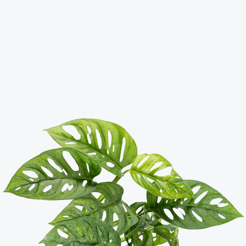 Philodendron Broken Heart