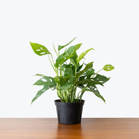 Philodendron Broken Heart