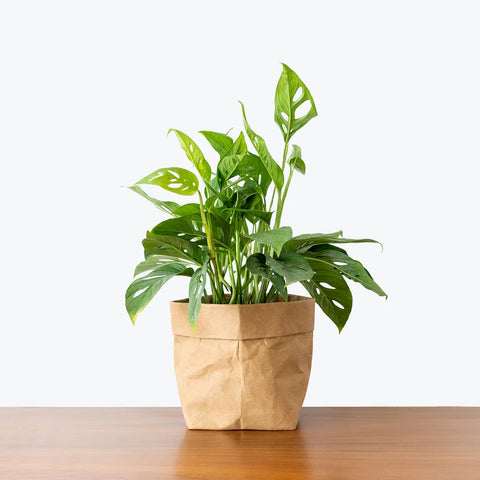 Philodendron Broken Heart