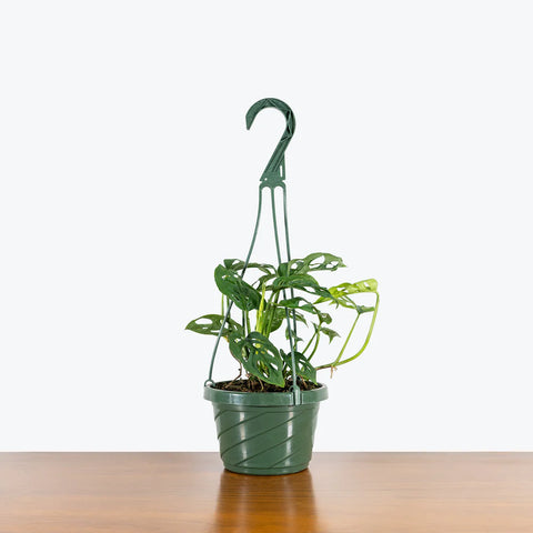 Philodendron Broken Heart