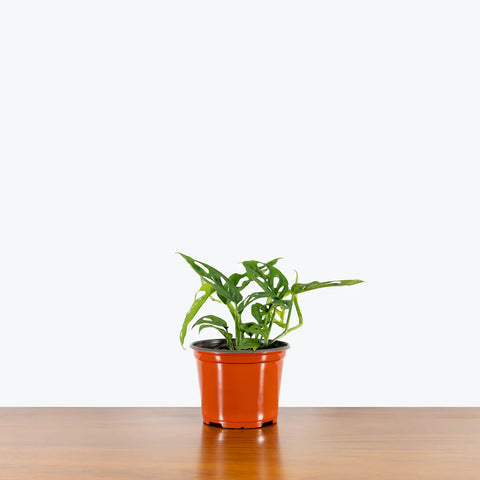 Philodendron Broken Heart