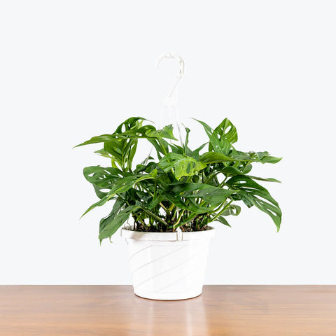 Philodendron Broken Heart