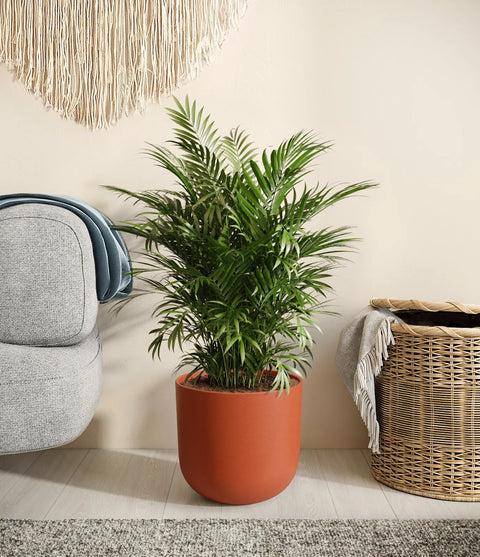 Parlour Palm