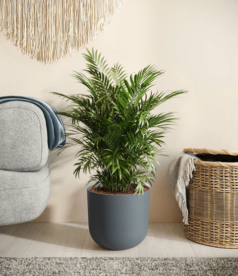 Parlour Palm